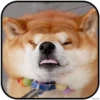 DogS 8