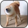 DogS 9