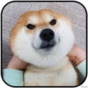 DogS 10