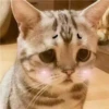 meowmeow*~* 7