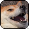 DogS 11