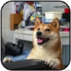 DogS 12