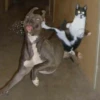 meowmeow*~* 9