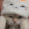 meowmeow*~* 10
