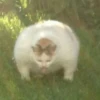 meowmeow*~* 12