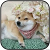 DogS 13