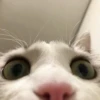 meowmeow*~* 13