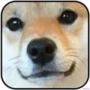 DogS 15