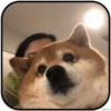 DogS 16