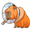 Mr. Capybara 6