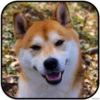 DogS 18