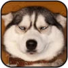DogS 19