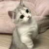 meowmeow*~* 15