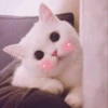 meowmeow*~* 16
