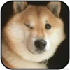 DogS 20