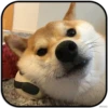DogS 21