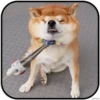 DogS 22