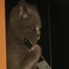 meowmeow*~* 17
