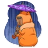Mr. Capybara 11