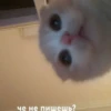 Kitty Time 😼 by 17