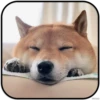 DogS 23