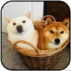 DogS 25