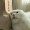 meowmeow*~* 21