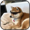 DogS 26