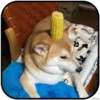 DogS 27