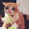 meowmeow*~* 23