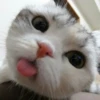 meowmeow*~* 25