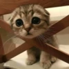 meowmeow*~* 26