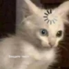 Kitty Time 😼 by 24