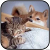 DogS 28