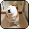 DogS 30