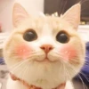 meowmeow*~* 28