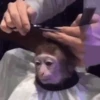 Monkey Haircut 28