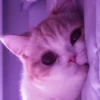 Meoww Pecc // 5