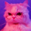 Meoww Pecc // 6