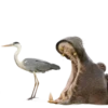 Funny animals 7