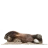 Funny animals 9