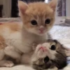 cats?? cats!! cats <33 5