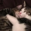 cats?? cats!! cats <33 6