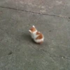 cats?? cats!! cats <33 7