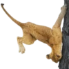 Funny animals 10