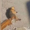ПомойнаR Rма 6