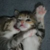 cats?? cats!! cats <33 8