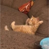 cats?? cats!! cats <33 9