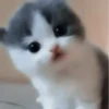 𖥻 cats : 🤍 : 6