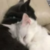 cats?? cats!! cats <33 10